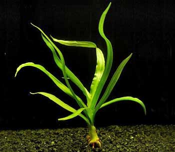 Кринум таиландский (Crinum thaianum). 
Аквариумные растения. Описание растений