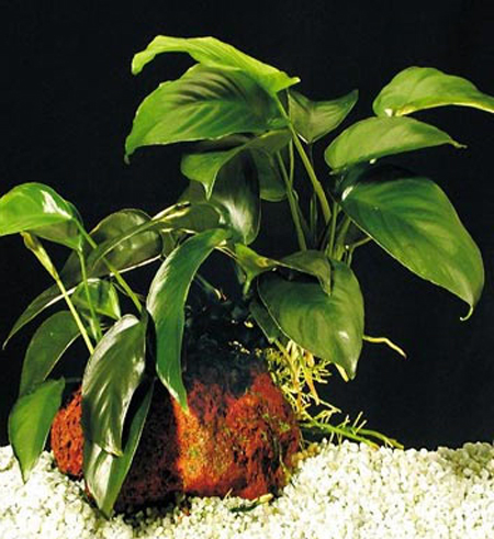   "" (Anubias barteri var. "Coffeefolia"). 
 .  