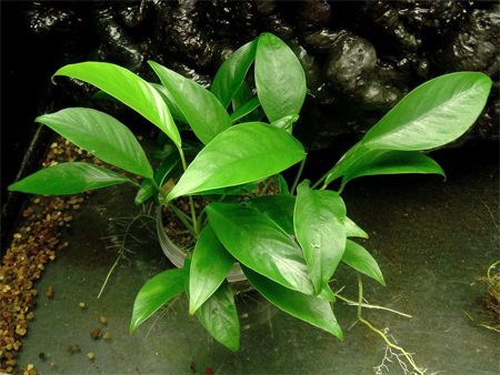   "" (Anubias barteri var. glabra). 
 .  