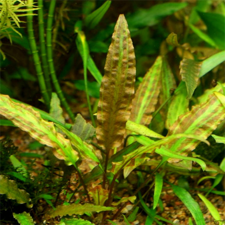   (Cryptocoryne walkeri)