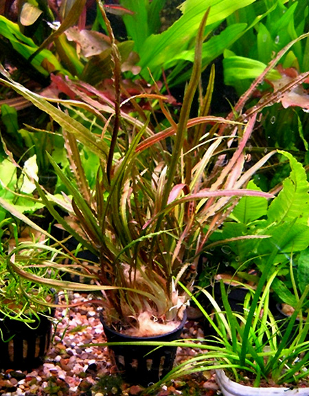   (Cryptocoryne retrospiralis). 
 .  