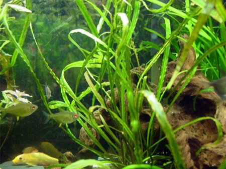   (Cryptocoryne spiralis). 
 .  