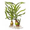 Кринум таиландский (Crinum thaianum). 
Аквариумные растения. Описание растений для аквариумов