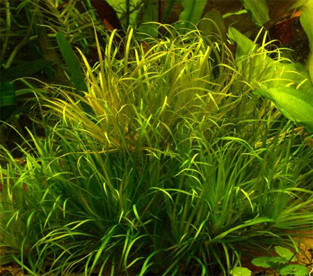  ,   (Blyxa japonica)