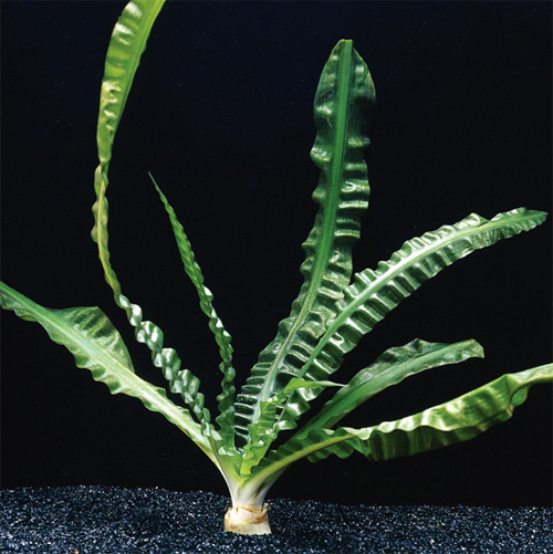 Кринум водный, водяная лилия (Crinum aquatica). 
Аквариумные растения. Описание растений