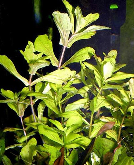 Трихокоронис изменчивый, водяной дубок мраморный (Trichocoronis rivularis variegatus). 
Аквариумные растения. Описание растений