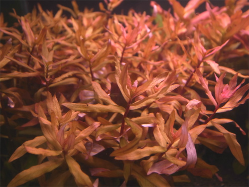 Аммания сенегальская (Ammannia senegalensis). 
Аквариумные растения. Описание растений