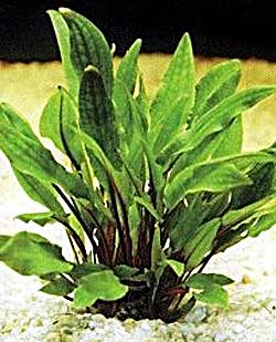 Криптокорина желтая (Cryptocoryne lutea). 
Аквариумные растения. Описание растений