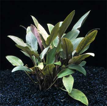   (Cryptocoryne becketii). 
 .  