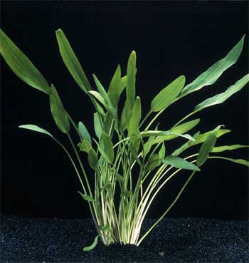 Криптокорина блестящая (Cryptocoryne lucens). 
Аквариумные растения. Описание растений