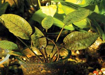 Криптокорина Гриффита (Cryptocoryne griffithii). 
Аквариумные растения. Описание растений