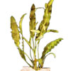 Апоногетон волнистый, живородящий (Aponogeton stachysporus, undulatus). 
Аквариумные растения. Описание растений для аквариумов