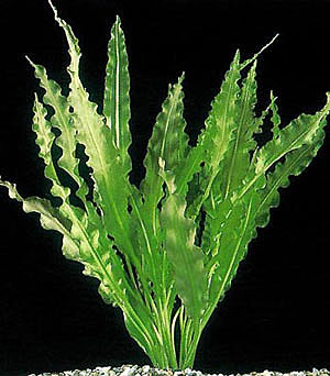 Апоногетон курчавый (Aponogeton crispus). 
Аквариумные растения. Описание растений