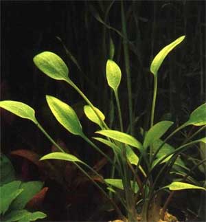 Криптокорина Невилля (Cryptocoryne nevillii или Cryptocoryne willisii). 
Аквариумные растения. Описание растений для аквариумов