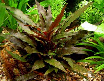 Криптокорина Вендта (Cryptocoryne wendtii). 
Аквариумные растения. Описание растений для аквариумов