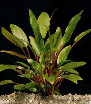  ϸ (Cryptocoryne petchii). 
 .  