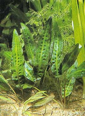 Криптокорина родственная (Cryptocoryne affinis). 
Аквариумные растения. Описание растений для аквариумов