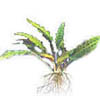 Криптокорина родственная (Cryptocoryne affinis). 
Аквариумные растения. Описание растений для аквариумов