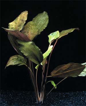   (Cryptocoryne blassii). 
 .  