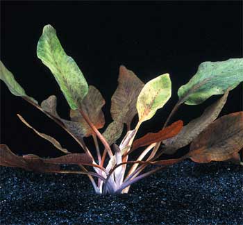      (Cryptocoryne cordata)