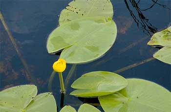Кубышка желтая (Nuphar lutea). 
Аквариумные растения. Описание растений
