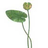 Кубышка желтая (Nuphar lutea). 
Аквариумные растения. Описание растений для аквариумов