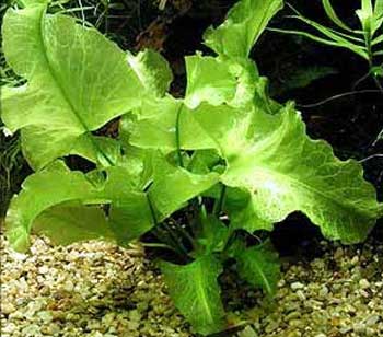 Кубышка японская (Nuphar japonicum). 
Аквариумные растения. Описание растений