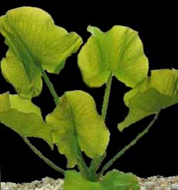   (Nuphar sagittifolium)