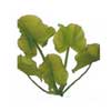 Кубышка стрелолистная (Nuphar sagittifolium). 
Аквариумные растения. Описание растений для аквариумов