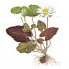 Нимфея или кувшинка тигровая (Nymphaea lotus). 
Аквариумные растения. Описание растений для аквариумов