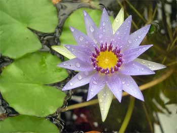  " " (Nymphaea Daubenyana)