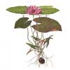 Кувшинка "Морская роза" (Nymphaea Daubenyana). 
Аквариумные растения. Описание растений для аквариумов