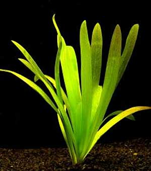 Стрелолист широколистный или Сагиттария широколистная (Sagittaria platyphylla). 
Аквариумные растения. Описание растений