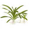 Стрелолист широколистный или Сагиттария широколистная (Sagittaria platyphylla). 
Аквариумные растения. Описание растений для аквариумов