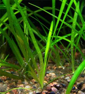 Стрелолист шиловидный (Sagittaria subulata). 
Аквариумные растения. Описание растений для аквариумов