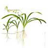 Стрелолист шиловидный (Sagittaria subulata). 
Аквариумные растения. Описание растений для аквариумов