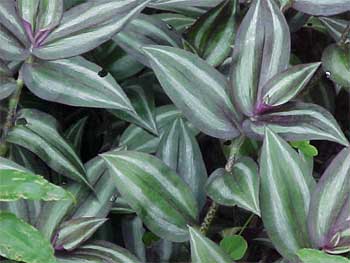  (Tradescantia). 
 .  