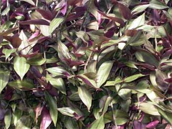 Традесканция приречная (Tradescantia fluminensis). 
Аквариумные растения. Описание растений для аквариумов