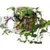 Традесканция приречная (Tradescantia fluminensis). 
Аквариумные растения. Описание растений для аквариумов