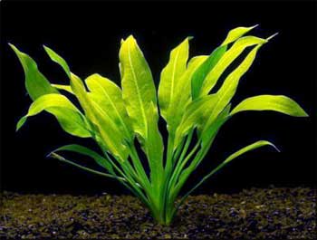Эхинодорус амазонский (Echinodorus amazonicus или brevipedicellatus). 
Аквариумные растения. Описание растений