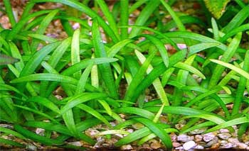 Эхинодорус нежный или Эхинодорус травянистый (Echinodorus tenellus). 
Аквариумные растения. Описание растений