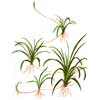 Эхинодорус нежный или Эхинодорус травянистый (Echinodorus tenellus). 
Аквариумные растения. Описание растений для аквариумов