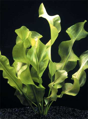 Апоногетон ульвовидный (Aponogeton ulvaceus). 
Аквариумные растения. Описание растений