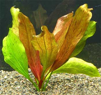 Эхинодорус Горемана (Echinodorus horemanii). 
Аквариумные растения. Описание растений для аквариумов