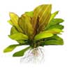 Эхинодорус Горемана (Echinodorus horemanii). 
Аквариумные растения. Описание растений для аквариумов