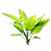Эхинодорус горизонтальный (Echinodorus horizontally). 
Аквариумные растения. Описание растений для аквариумов