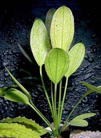 Эхинодорус озирис (Echinodorus osiris или Echinodorus rubra). 
Аквариумные растения. Описание растений