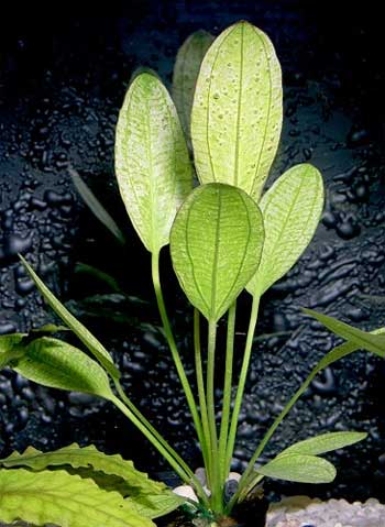 Эхинодорус озирис (Echinodorus osiris или Echinodorus rubra). 
Аквариумные растения. Описание растений для аквариумов