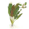 Эхинодорус озирис (Echinodorus osiris или Echinodorus rubra). 
Аквариумные растения. Описание растений для аквариумов