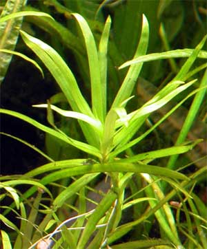 Гетерантера остролистная (Heteranthera zosterifolia). 
Аквариумные растения. Описание растений
